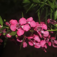 Angelonia goyazensis Benth.